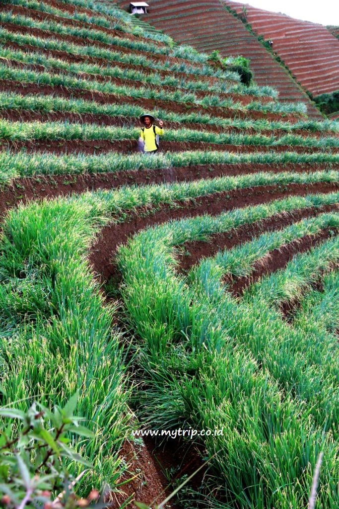 ALTERNATIF WEEKEND TRIP: MENYAMBANGI KEBUN BAWANG DI MAJALENGKA